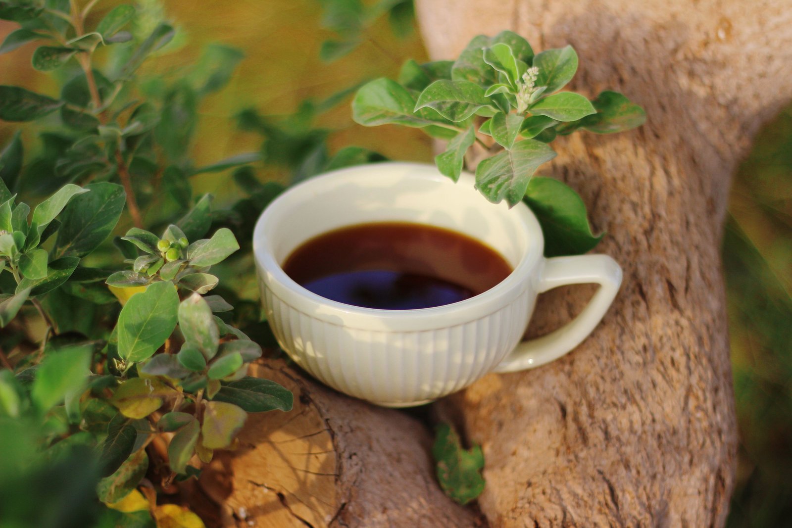 Tulsi Stress Kadha